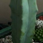 Myrtillocactus geometrizansList