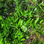 Vicia tenuifolia 葉