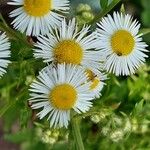 Erigeron strigosus ফুল