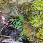 Asplenium lepidum 葉