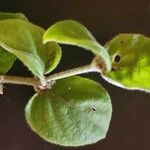 Barleria submollis Leaf