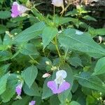 Impatiens balfouriFiore