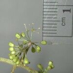 Vitis tiliifolia Ďalší