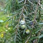 Juniperus rigida Arall