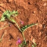 Vicia monanthaFlor