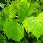 Vitis vulpina Листок