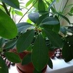 Schefflera arboricola برگ