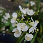 Libertia chilensis Blomst