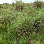 Paspalum quadrifarium List
