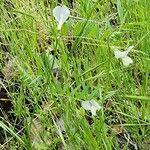 Vicia michauxii Habit