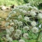 Angelica sylvestrisFlower