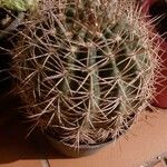 Ferocactus cylindraceus Foglia