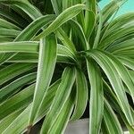 Chlorophytum capense Leaf