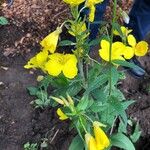 Oenothera fruticosaЦвят