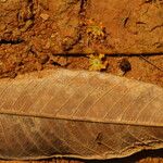 Amphimas ferrugineus Лист