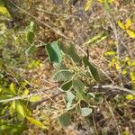 Cissampelos pareira Leaf