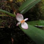 Begonia elaeagnifolia Flor
