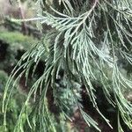 Calocedrus decurrens Leht