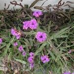 Verbena rigidaŽiedas