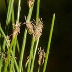 Eleocharis bonariensis Fruit