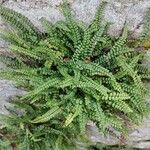 Asplenium trichomanesList