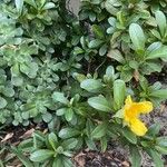 Hibbertia scandens