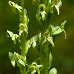 Platanthera hyperborea Floare