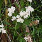 Stevia ovata Hábito