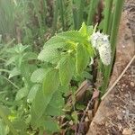 Mentha longifolia 花