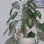 Dieffenbachia seguineBlatt