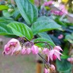 Clerodendrum umbellatum Φύλλο