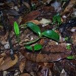 Hederorkis seychellensis Habit