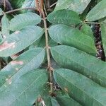 Chytranthus atroviolaceus Leaf