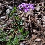 Verbena canadensis പുഷ്പം