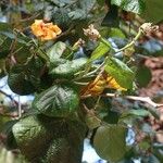 Hibiscus elatus Levél