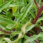 Erigeron uniflorus Leaf