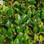 Cotoneaster dammeri पत्ता