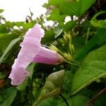 Ipomoea tiliacea Flower