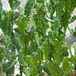 Euphorbia lactea Hostoa
