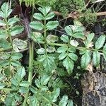 Angelica pachycarpa Leaf