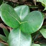 Clusia mangle Hoja