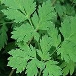 Dicentra formosa 葉