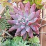 Dudleya greenei 叶