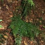 Asplenium exiguum Habit