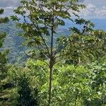 Cecropia peltata Pokrój