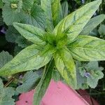 Epilobium tetragonum Leaf