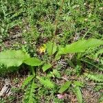 Hieracium lachenalii Blad