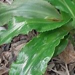 Veltheimia bracteata List