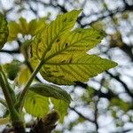 Acer pseudoplatanus Лист