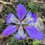 Iris unguicularis Floare